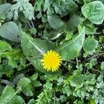 Pilosella officinarum Flower