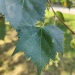 Tilia mongolica 葉