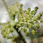 Epikeros pyrenaeus 花