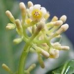 Psychotria acuminata Květ