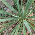 Yucca arkansana Leaf