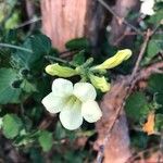 Asystasia gangetica Blomma