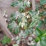 Ampelopsis glandulosa Plante entière