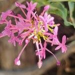 Valeriana angustifolia 花