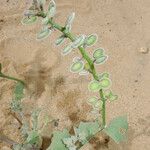 Dithyrea californica Агульны выгляд