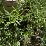 Erigeron modestus Blatt