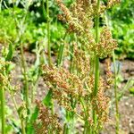 Rumex vesicarius عادت داشتن