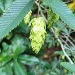 Carpinus japonica Fruit