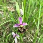 Ophrys holosericea Floare