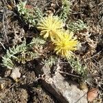 Centaurea toletana Flower
