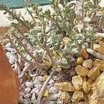 Adromischus caryophyllaceus برگ