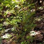 Pilea urticifolia Habitatea