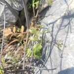 Ptychotis saxifraga Likasa