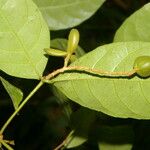 Rinorea hummelii Leaf