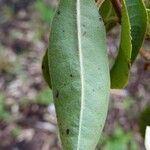 Rhododendron augustinii Φύλλο