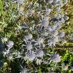 Eryngium planum Λουλούδι