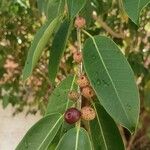 Ficus cordata Vrucht