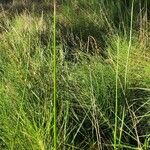 Juncus subnodulosus 葉