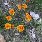 Erysimum capitatum Floare