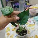 Alocasia cucullata Листок