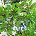 Rhododendron maximum Лист