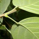 Distictella magnoliifolia Лист