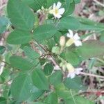 Oxalis barrelieri Folla