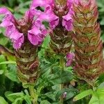 Prunella grandiflora 花