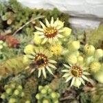 Sempervivum grandiflorum