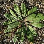 Crepis mollis Blad