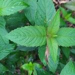 Monarda fistulosa 叶
