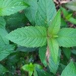 Monarda fistulosa Frunză