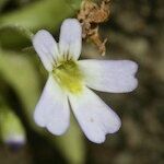 Pinguicula crystallina Žiedas