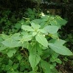 Impatiens parviflora Blad