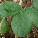 Canavalia sericea Hoja