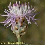 Centaurea alba Flower