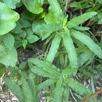 Salvia canariensis 葉