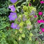 Campanula medium Flower