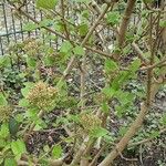 Viburnum lantana Vekstform