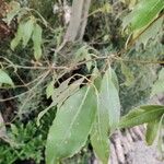 Quercus glauca Folha