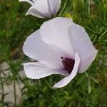 Alyogyne hakeifolia Virág