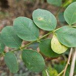 Colutea arborescens Blatt