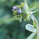 Linaria micrantha Natur