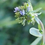 Linaria micrantha Habit