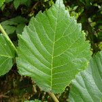 Ulmus davidiana Leaf