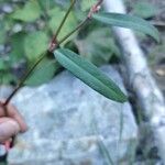 Persicaria minor Foglia