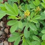 Crotalaria pycnostachya Hábito