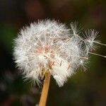 Taraxacum erythrospermum 果