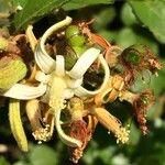 Grewia pachycalyx Fruit