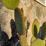 Opuntia rufida Blad